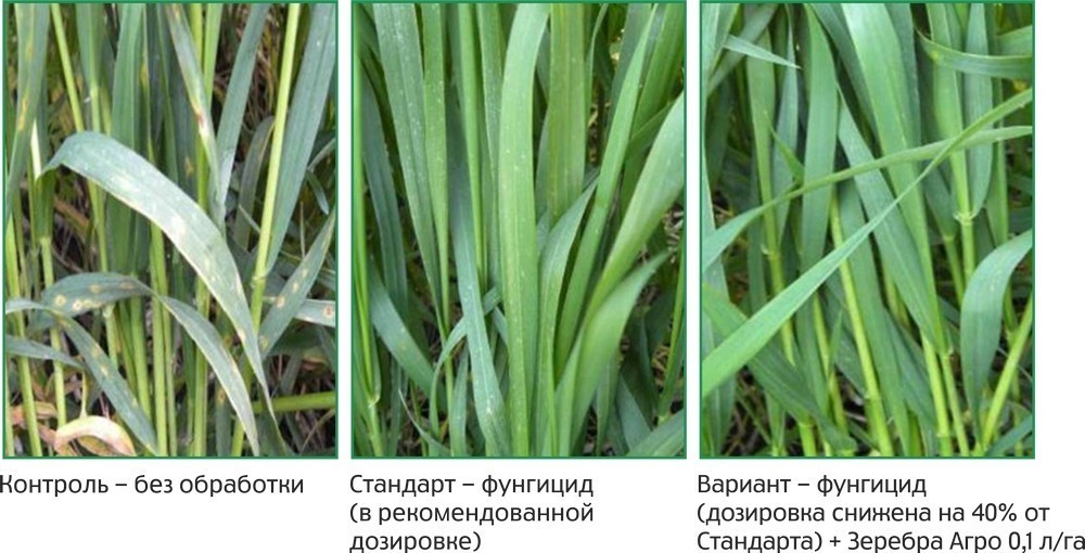 Болезни озимой пшеницы фото и описание