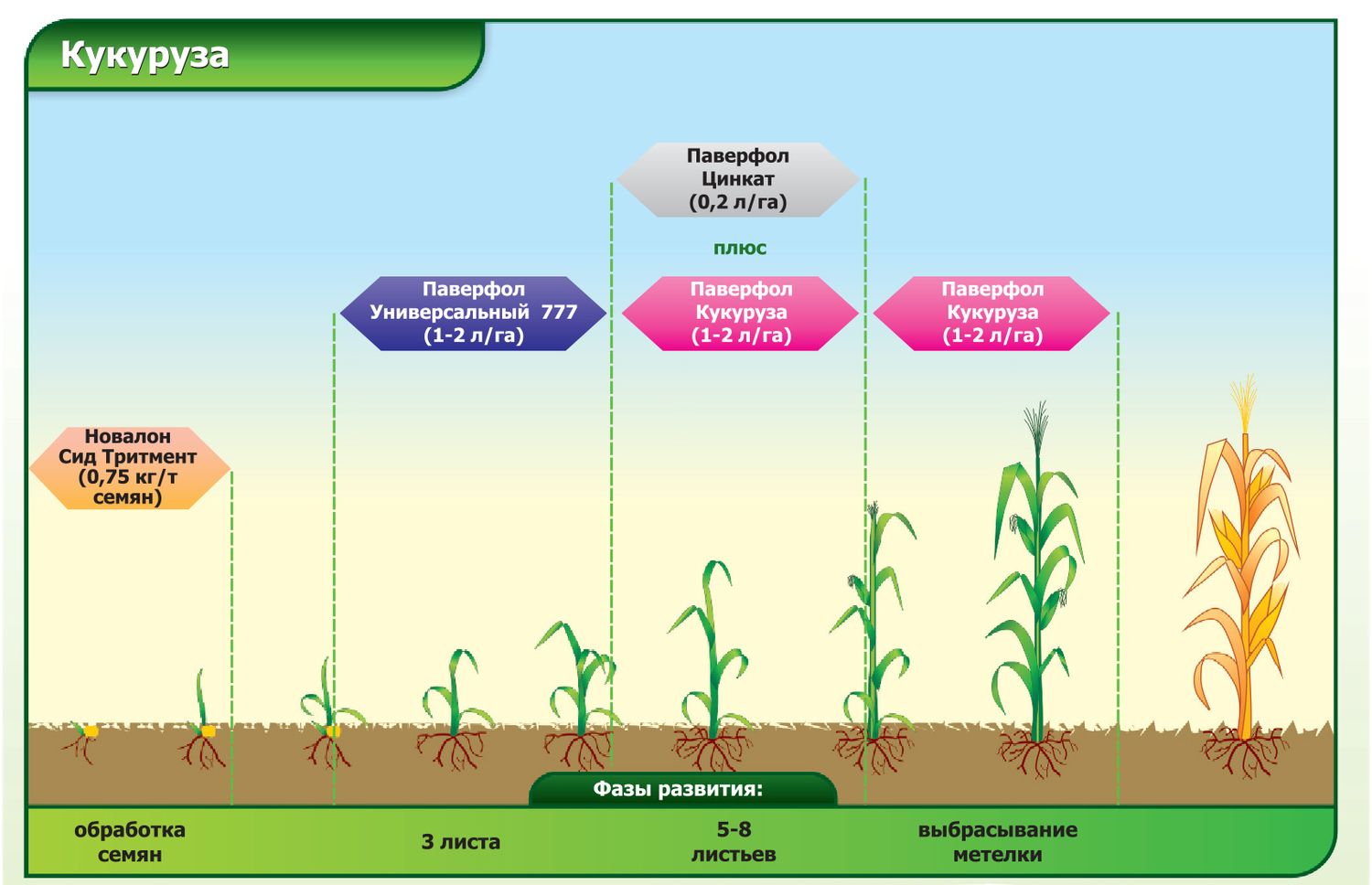 Точка роста кукурузы. Фазы развития кукурузы схема. Кукуруза фазы роста и развития. Схема обработки кукурузы. Периоды развития кукурузы.